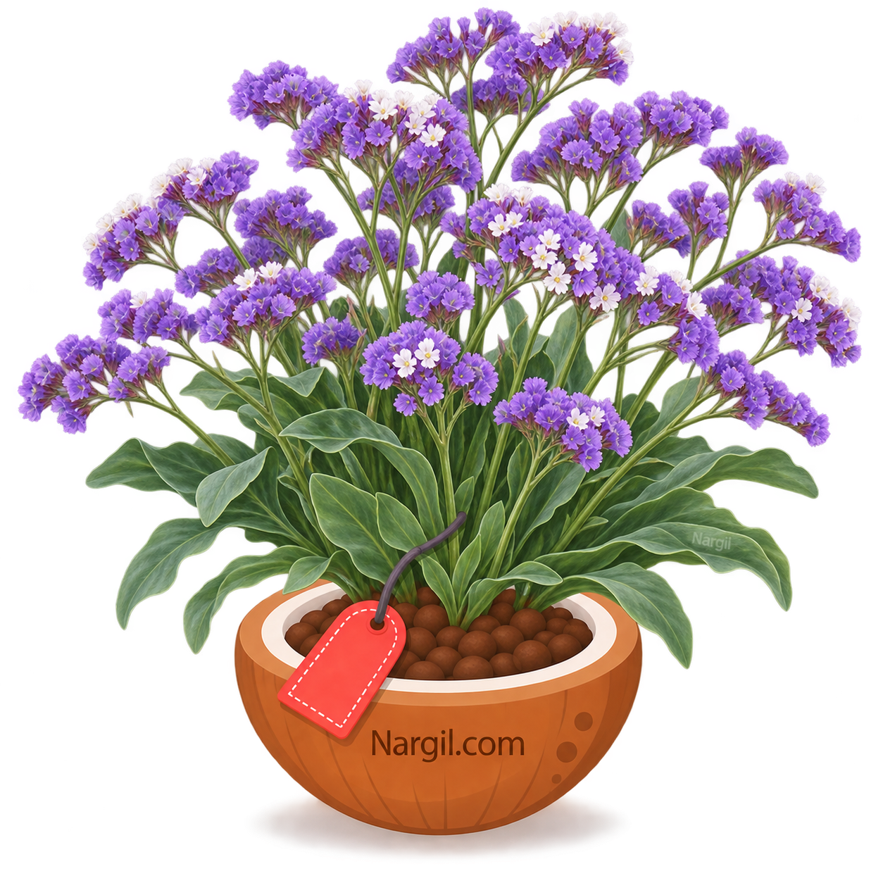 Nargil_Limonium Latifolium